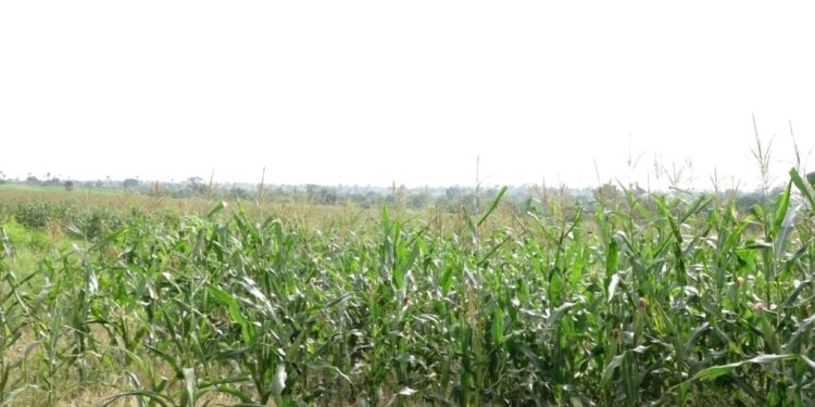 national service authority farms over 5000 acres of maize to support governments feed ghana project