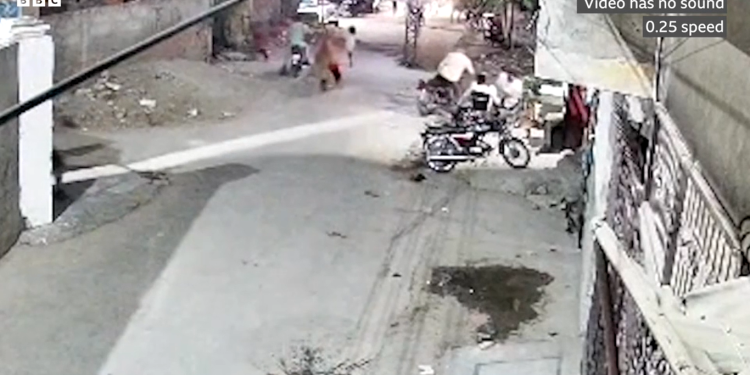 owners of escaped pet lion arrested after it attacks three people