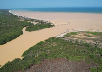 Robbing the future: Gold lust killing Ghana’s fish, marine life and destroying mangroves