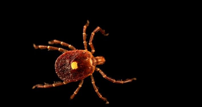 ticks are taking over city parks heres how to avoid them