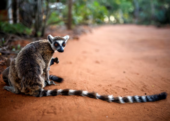 World’s oldest climate fund targets wildlife bonds for every country in Africa