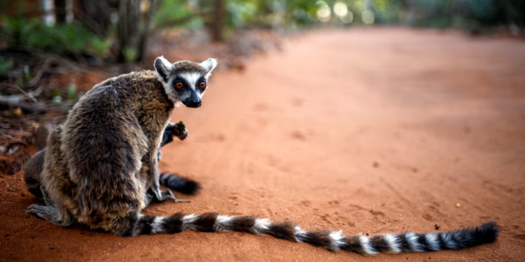 worlds oldest climate fund targets wildlife bonds for every country in africa