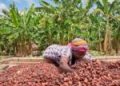 Government to announce new producer price for cocoa today 