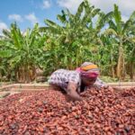 Government to announce new producer price for cocoa today 1 government to announce new producer price for cocoa today