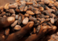Ivory Coast cocoa grind down 31.2% year-on-year in July, exporters association says