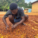 Many farmer are dissatisfied with new producer price; we expected more than GH¢3,228.75 – Cocoa farmer