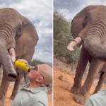 Tourist pouring beer down elephant’s trunk in Kenya sparks anger