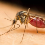 UK cases of mosquito-borne virus more than double