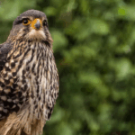 Falcon crowned Bird of the Year in New Zealand