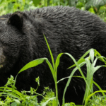 Bears kill seven people in Japan this year as attacks hit record high