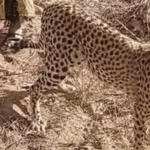 ‘It became one of the children’ – Kenyan family on adopting orphaned cheetah cub 1 it became one of the children kenyan family on adopting orphaned cheetah cub