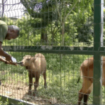 Kumasi Zoo rescues buffalo, waterbuck, warns public against hunting during closed season 1 kumasi zoo rescues buffalo waterbuck warns public against hunting during closed season