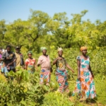 Maltiti: The 12-acre sacred forest that protects Yiwogu’s people and their climate 5 Maltiti: The 12-acre sacred forest that protects Yiwogu’s people and their climate