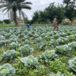 Sunyani Central Prison harvests first vegetables to boost inmate welfare 3 Sunyani Central Prison harvests first vegetables to boost inmate welfare