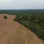 Brazil’s Amazon rainforest at risk as key protection under threat
