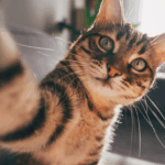 Cats became our companions way later than you think 4 Cats became our companions way later than you think