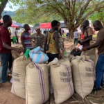 Cocoa production drastically drops in Volta and Oti Regions due to smuggling – COCOBOD 4 Cocoa production drastically drops in Volta and Oti Regions due to smuggling – COCOBOD