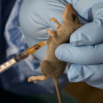 First human trial shows promising results for lassa fever vaccine 8 First human trial shows promising results for lassa fever vaccine