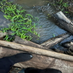 From Kasoa to The Forest: Who Will Save Ghana’s Water?