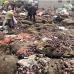 GH¢3.1 million in Onions Rot at Adjen Kotoku as Traders Face Total Ruin 3 GH¢3.1 million in Onions Rot at Adjen Kotoku as Traders Face Total Ruin