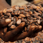 GH¢30 Billion debt write-off urgent: ICU warns Cocobod crisis threatens Ghana’s economy 5 GH¢30 Billion debt write-off urgent: ICU warns Cocobod crisis threatens Ghana’s economy