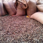 Greening cashew: opportunity and urgency in Ghana and West Africa 5 Greening cashew: opportunity and urgency in Ghana and West Africa