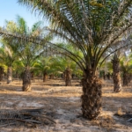 Integrated oil palm development plan to save Ghana over US$200 million in import expenses –Ato Forson 1 integrated oil palm development plan to save ghana over us200 million in import expenses ato forson