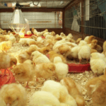 Mahama launches ‘Nkoko Nkitinkiti’ programme to boost poultry production