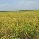 Migrant youth make U-turn as stakeholders develop intervention for dry spell