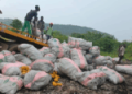 Police destroy 600 sacks of Indian hemp in Ho