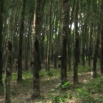 RUPAG applauds government move to restrict raw rubber exports in 2026 Budget 5 RUPAG applauds government move to restrict raw rubber exports in 2026 Budget