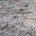 When the Land Fights Back: How climate change drives migration and conflict in Ghana’s Savannah Region