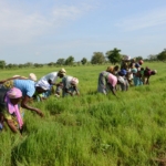 Where Is the GHS 100m? Peasant farmers question buffer stock over delayed grain purchases 1 where is the ghs 100m peasant farmers question buffer stock over delayed grain purchases