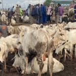 24-hour Livestock Market launched to drive economic growth 