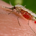 Africa must adopt multi-first line therapy to stop malaria drug resistance – WHO  