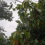 Agricultural cooperatives emerging as climate champions in rural Ghana