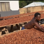Cocoa smuggling fueled by delayed payment by COCOBOD – Farmers 4 Cocoa smuggling fueled by delayed payment by COCOBOD – Farmers