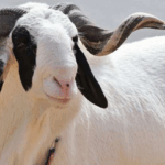Court issues bench warrant for arrest of alleged sheep thief