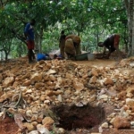 Galamsey cuts off cocoa farms in Mfantseman, farmers suffer heavy losses