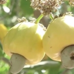 Government approves GH¢12 minimum price for raw cashew nuts for 2025/26 season 1 government approves ghc2a212 minimum price for raw cashew nuts for 2025 26 season