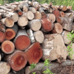 Illegal farming ravages Chai River forest reserve