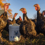 Indian scientists predict how bird flu could spread to humans 1 indian scientists predict how bird flu could spread to humans