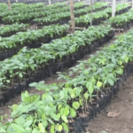 JoyBusiness Review 2025: Banks must increase lending to agriculture despite risks – Prof. Quartey