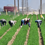 Mycorrhizal innovation offers a sustainable solution for restoring oil-contaminated farmlands