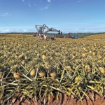 Ofori-Atta’s 20% killer tax destroying 24-Hour industralisation 5 Ofori-Atta’s 20% killer tax destroying 24-Hour industralisation