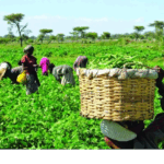 Parliament lauds farmers as nation marks Farmers Day 4 Parliament lauds farmers as nation marks Farmers Day