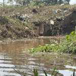 Seeds of hope sprout amidst the Tano River crisis: How Techiman’s youth are fighting back