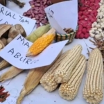 Seeds of Sovereignty: Ghana’s renewed drive to protect indigenous crops