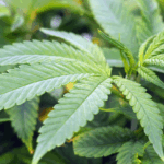 2026 is the make-or-break year for Ghana’s cannabis industry – Chamber