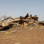 Baobab: Tree of life dying as climate change ravages Northern Ghana
